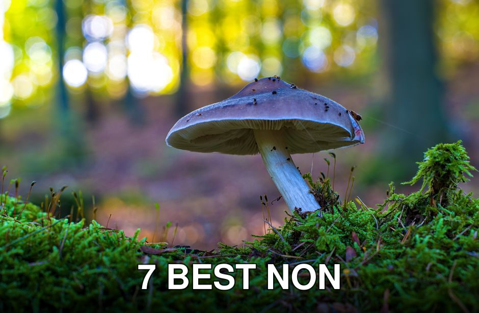 Detailed shot of a mushroom on moss in a German forest.