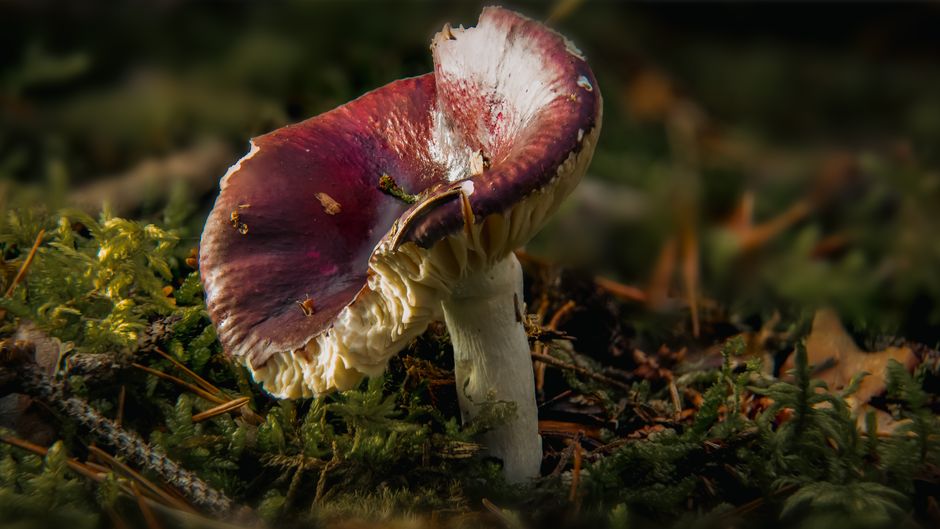 Detailed macro of a forest mushroom on a mossy floor in autumn light.