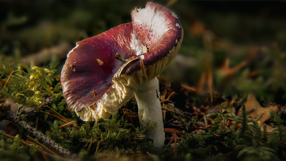 Detailed macro of a forest mushroom on a mossy floor in autumn light.