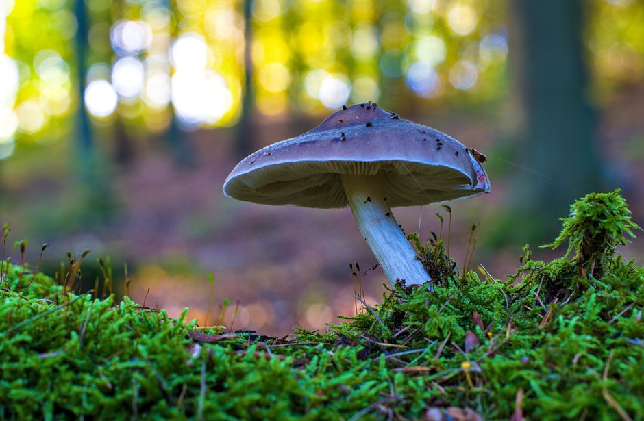 Detailed shot of a mushroom on moss in a German forest.
