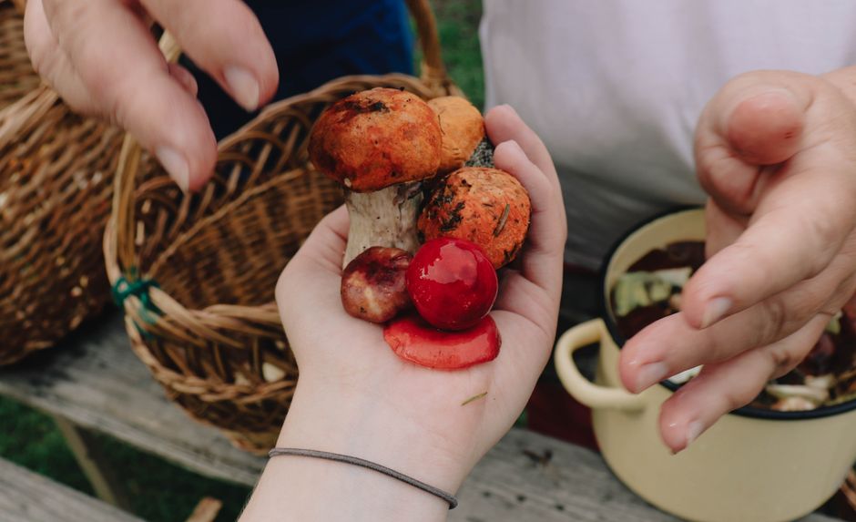 Close-up of hands holding a variety of freshly picked mushrooms outdoors.