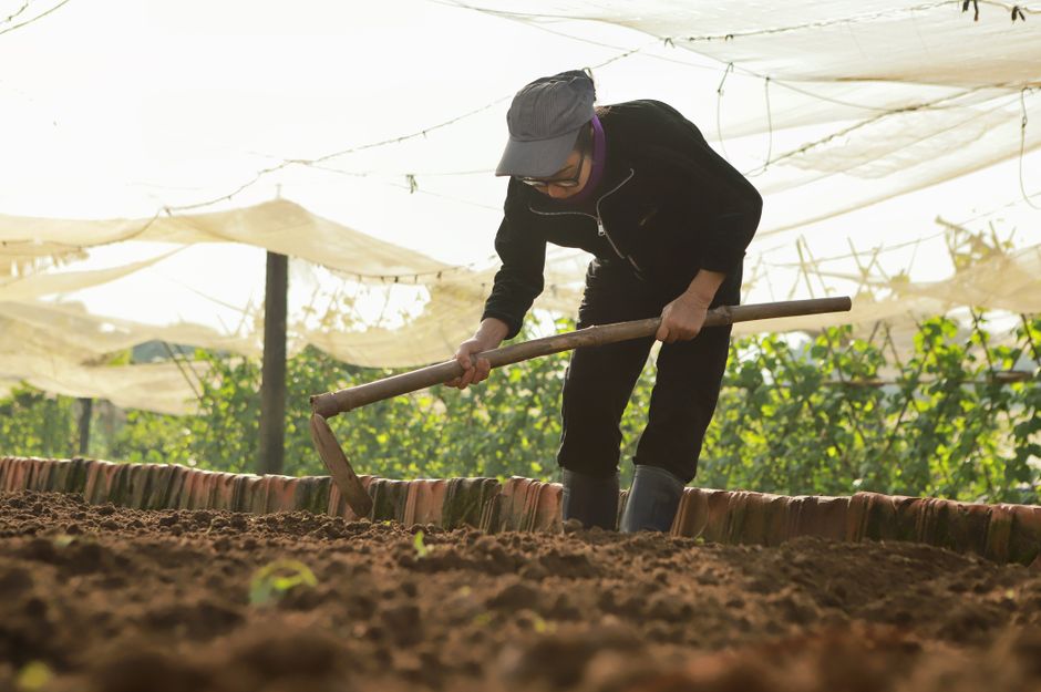 An adult farmer works on soil under a sunlit greenhouse setting, cultivating growth.