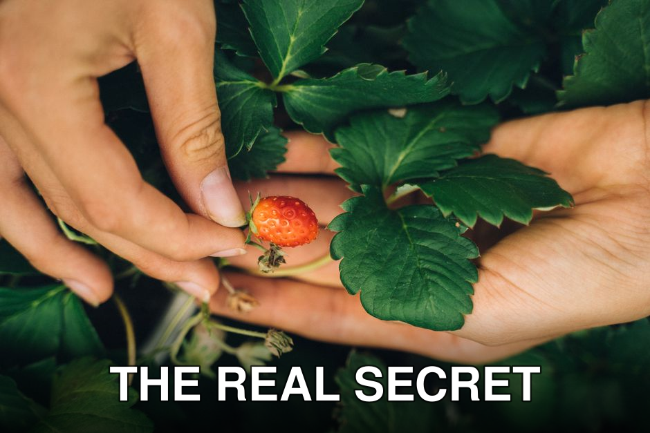 Close-up of hands holding a ripe strawberry surrounded by green leaves, symbolizing fresh harvest.