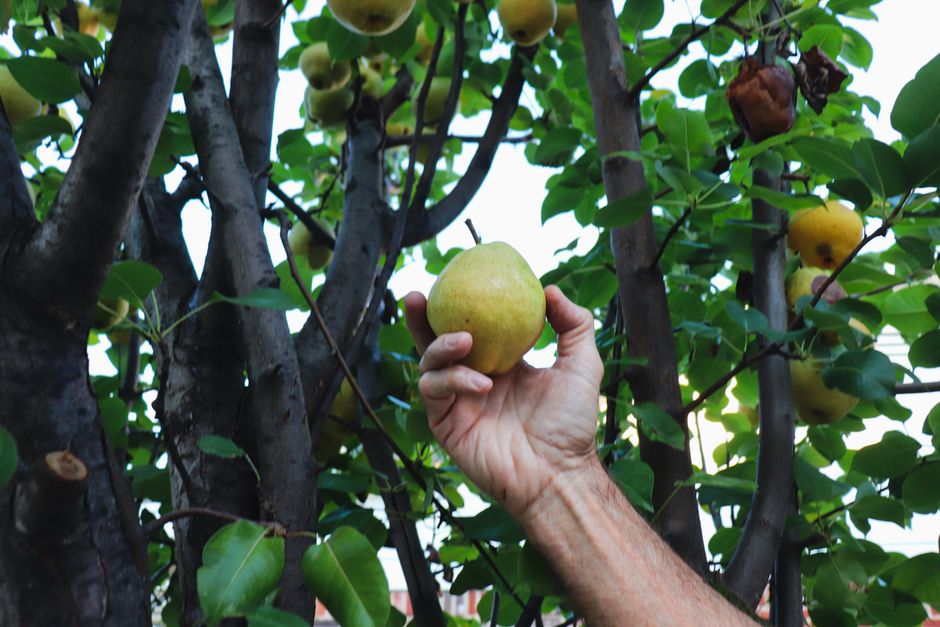 Close-up of a hand picking a ripe pear on a sunny day in Texas.