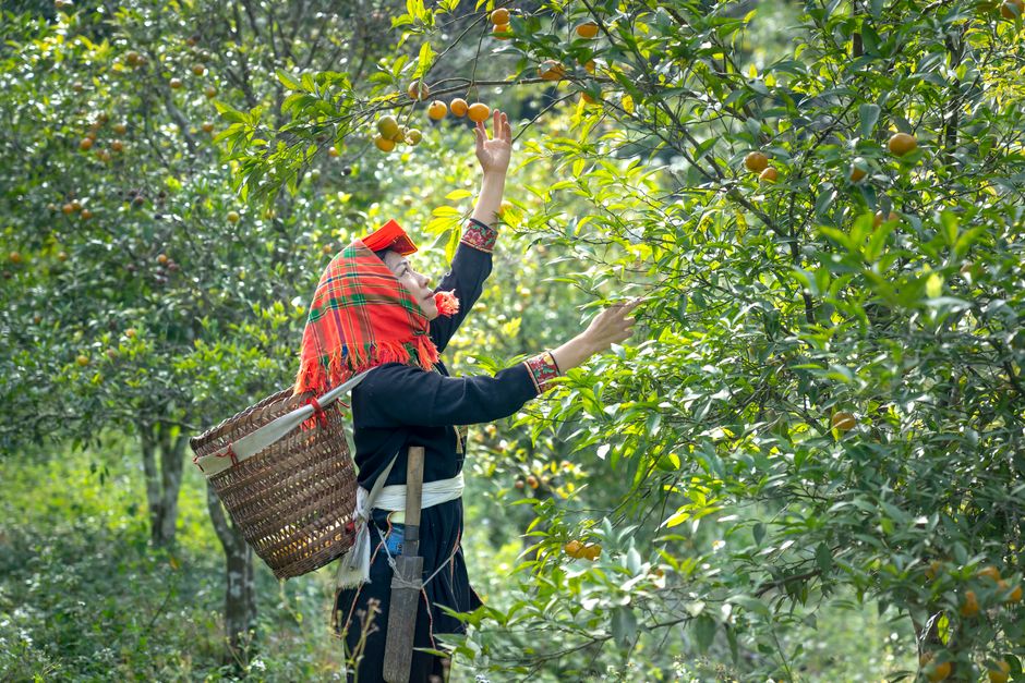 A woman in traditional attire harvesting oranges from a tree in a vibrant orchard.