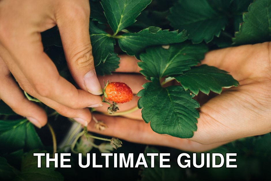 Close-up of hands holding a ripe strawberry surrounded by green leaves, symbolizing fresh harvest.