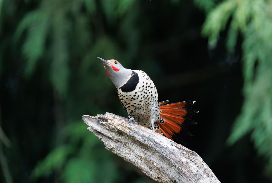 Close-up of a striking Northern Flicker perched on a tree branch in a natural setting.